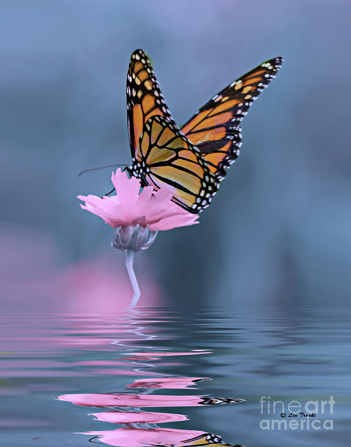 Reflections Of A Butterfly Photograph