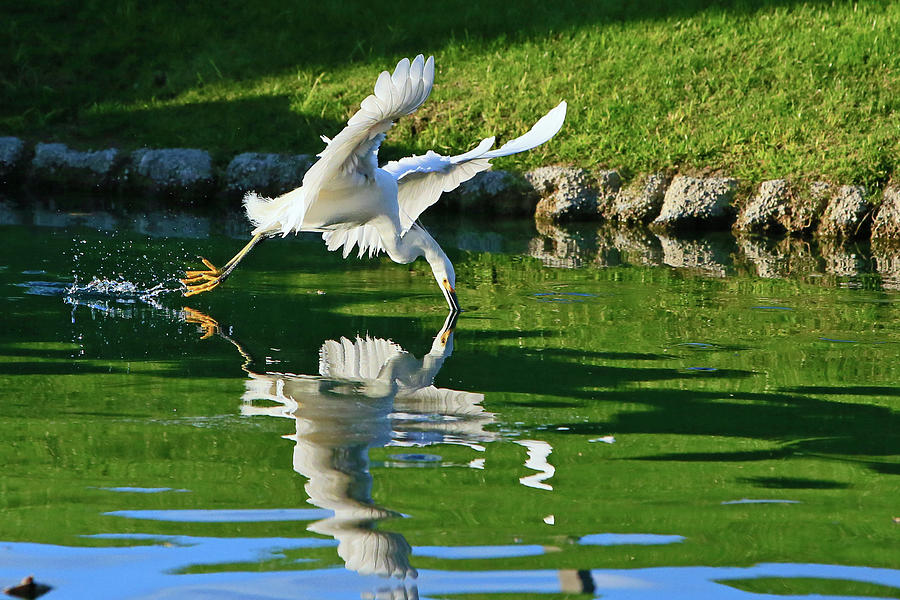 Heron Photograph - Reflections of a Fisherman by Shoal Hollingsworth
