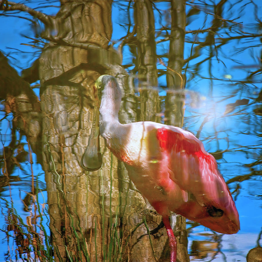 Reflections of a Spoonbill Photograph by Mark Andrew Thomas