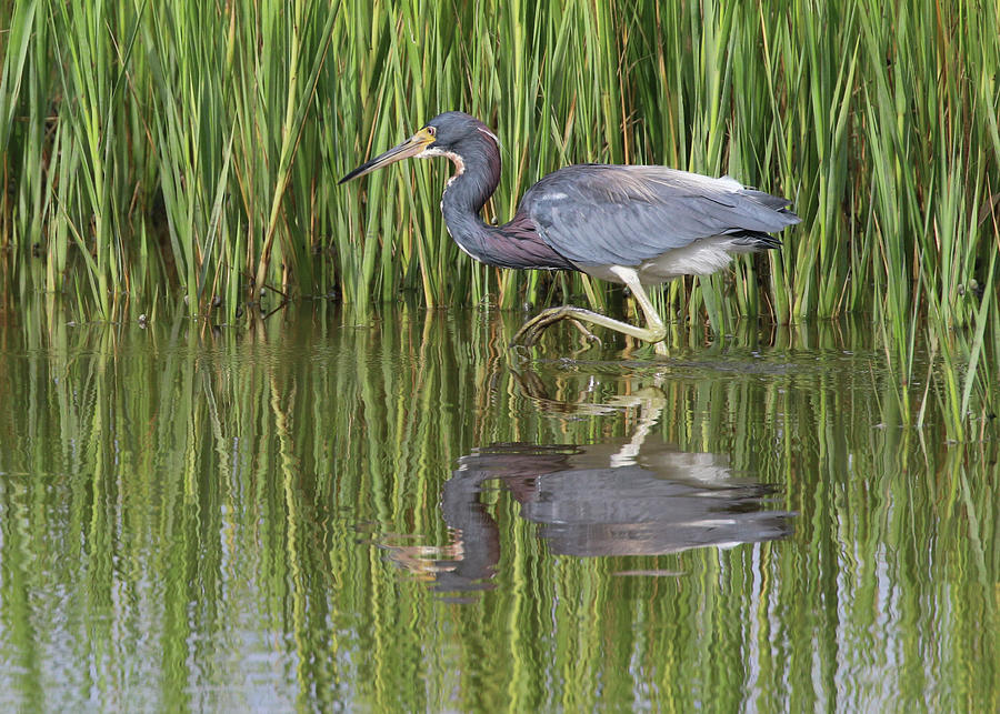 Reflections of Heron Photograph by Robin Storey - Fine Art America