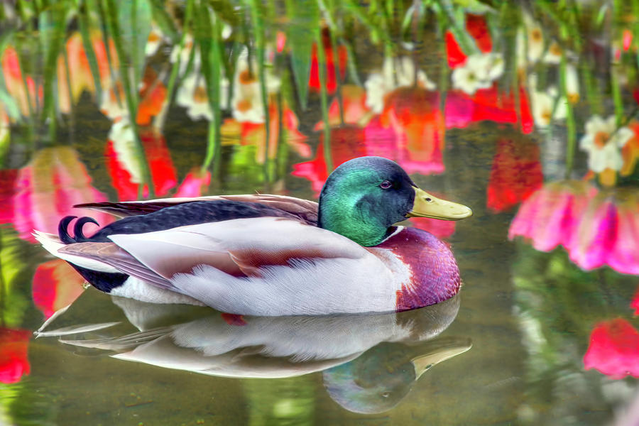 Duck Photograph - Reflections of Nature by Nadia Sanowar