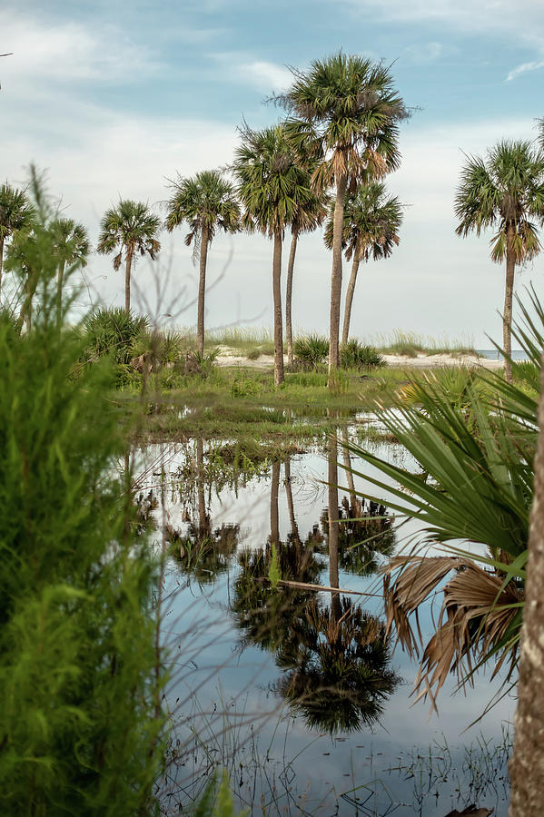Reflections Of Palm Trees On Hunting Island South Carolina Photograph by Alex Grichenko