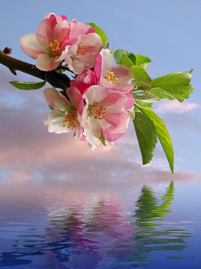 Reflections of Spring at Apple Blossom Time Photograph by Gill Billington