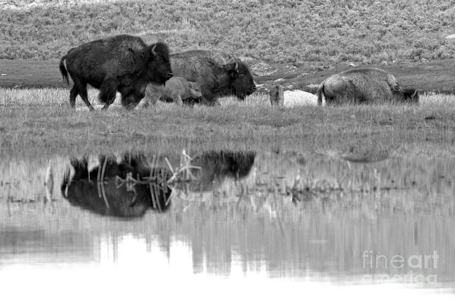 Reflections Of The Yellowstone Bison Herd Black And White Photograph by Adam Jewell