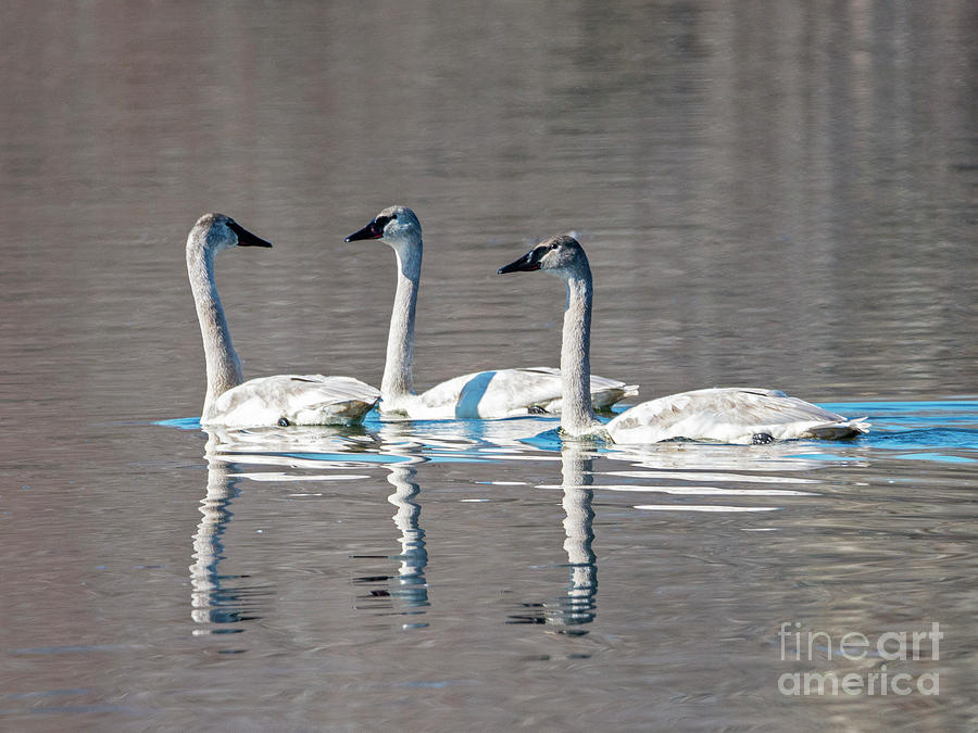 Reflections of Three Photograph by Michael Dawson