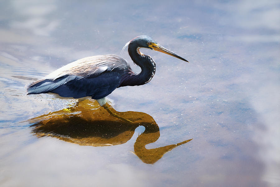 Reflections of Tri-Colored Heron Photograph by Saija Lehtonen