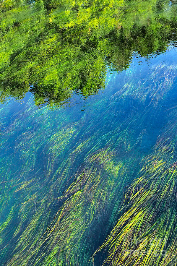 Reflections Of Wild Rice And Trees Photograph