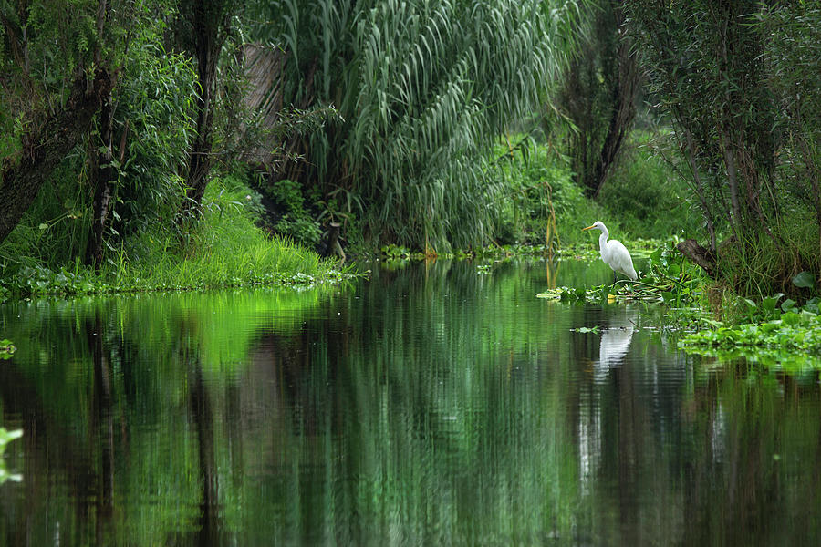 Reflections of Xochimilco  Photograph by Sue Cullumber