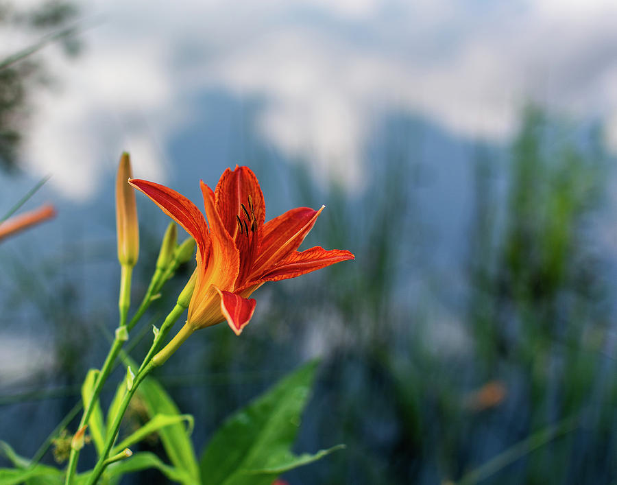 Reflections on a Tiger Lily Photograph by Douglas Wielfaert