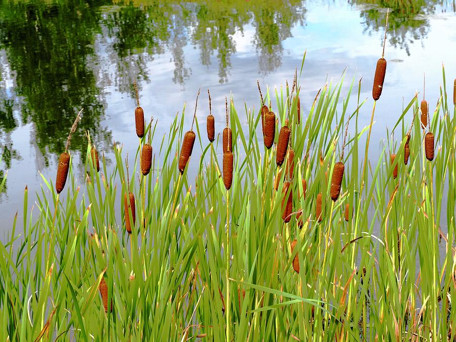 Reflections With Cattails Photograph by Alida M Haslett