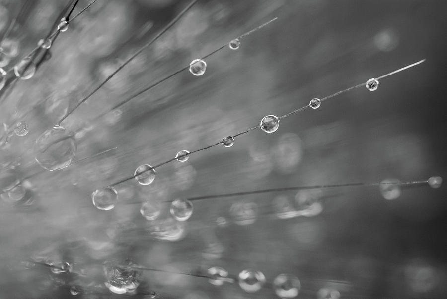 Reflective Drops 9753 by G L Sarti Reflective Drops 9753 by G L Sarti