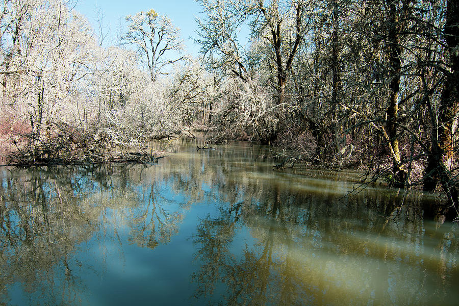 Reflective Pond Photograph by Bonnie Bruno