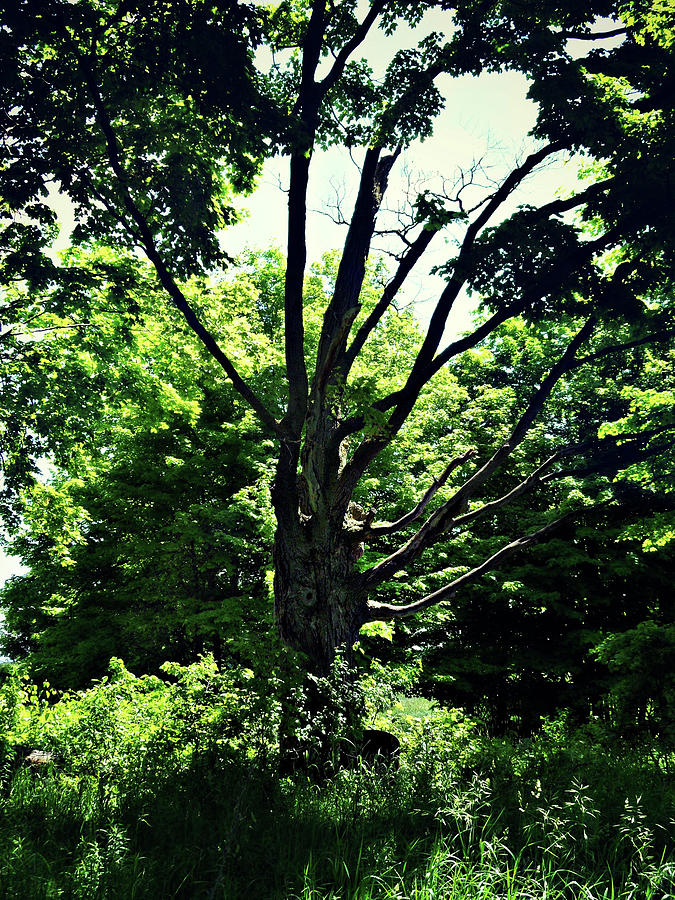 Reflexed Tree Hole Photograph by Cyryn Fyrcyd