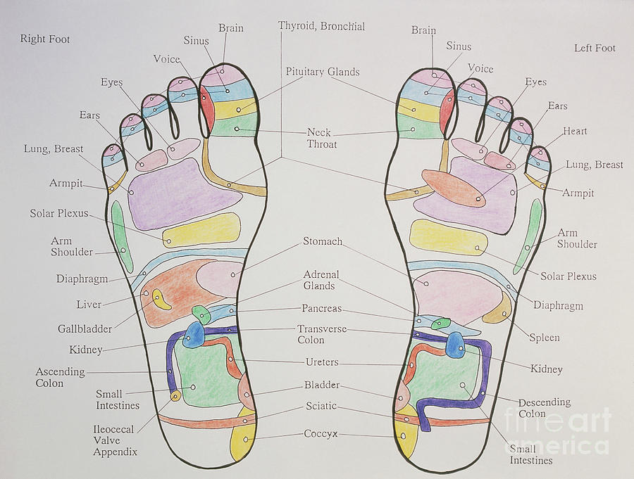 Reflexology Chart Showing Pressure Points On Feet Photograph By Cordelia Molloyscience Photo