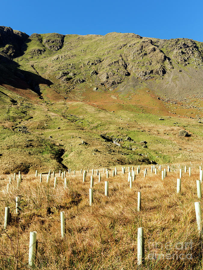 Reforestation Saplings Photograph by Daniel Sambraus/science Photo Library