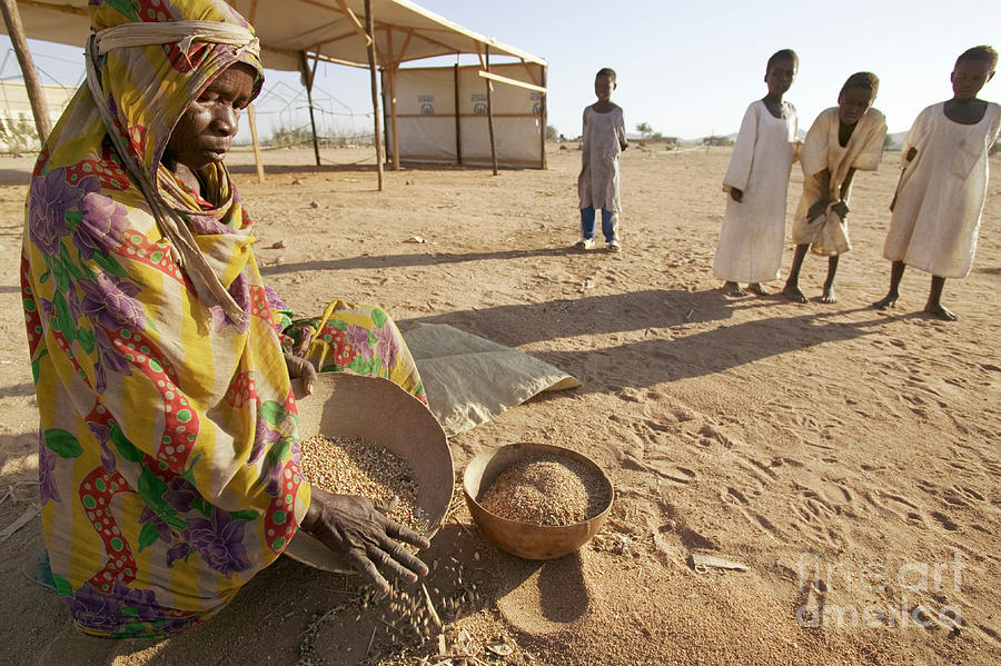 Refugee Woman Collecting Grains Photograph by Peter Menzel/science ...