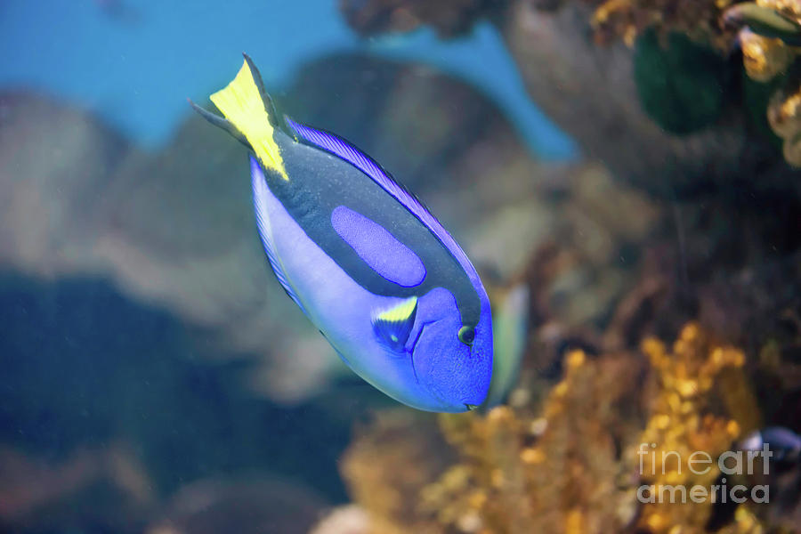 Wildlife Photograph - Regal Blue Tang by Microgen Images/science Photo Library