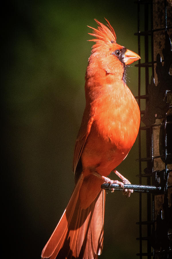 Regal Cardinal Photograph by Mary Ann Artz