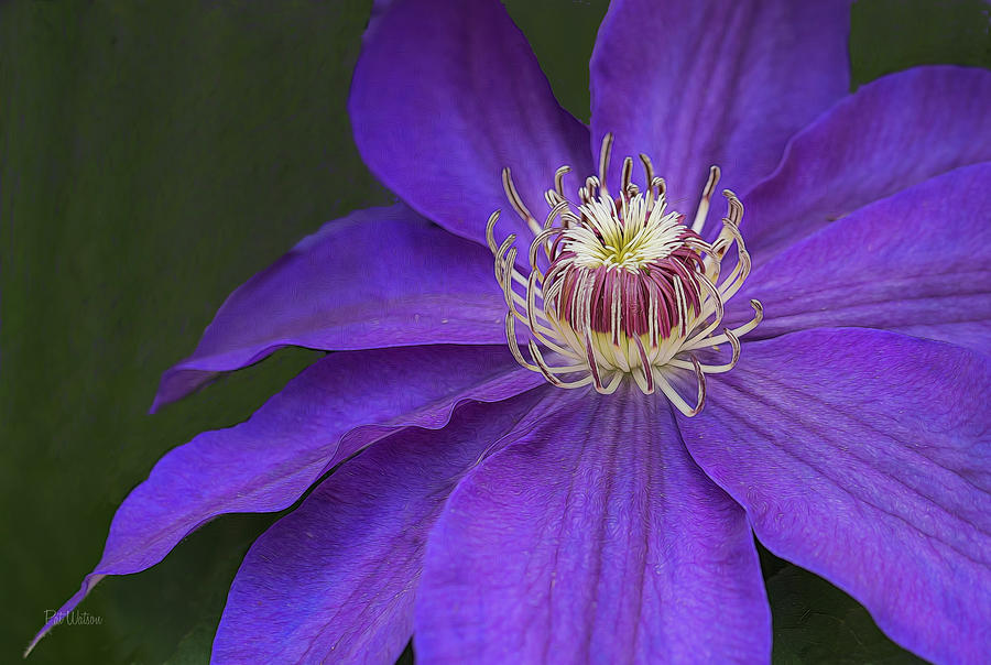 Regal Clematis  Photograph by Pat Watson
