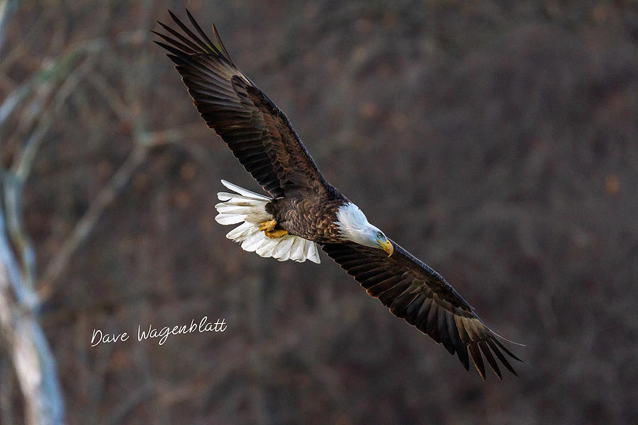 Regal Eagle  Photograph by David Wagenblatt