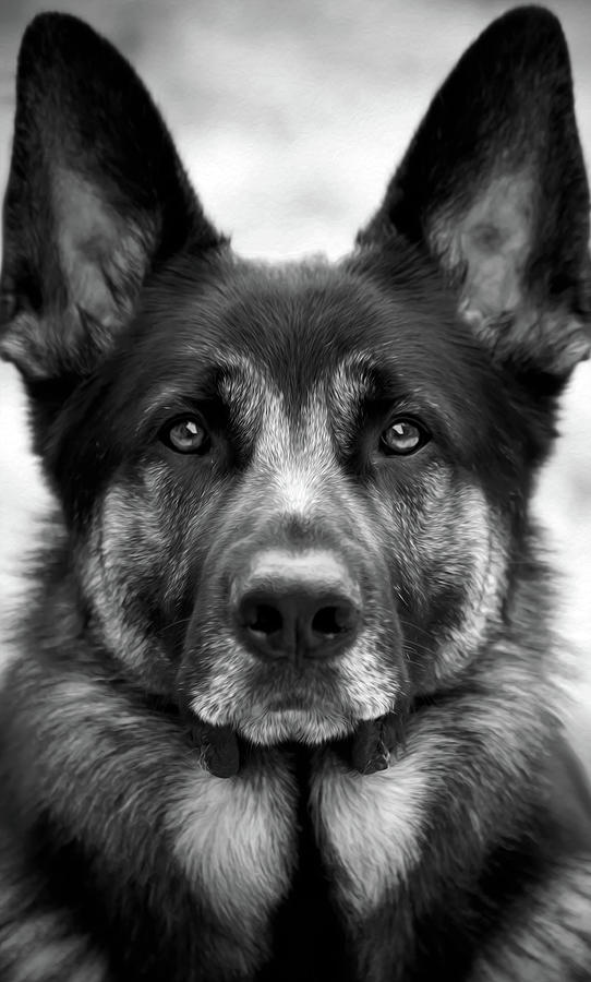 Regal German Shepherd in Black and White Photograph by Stamp City