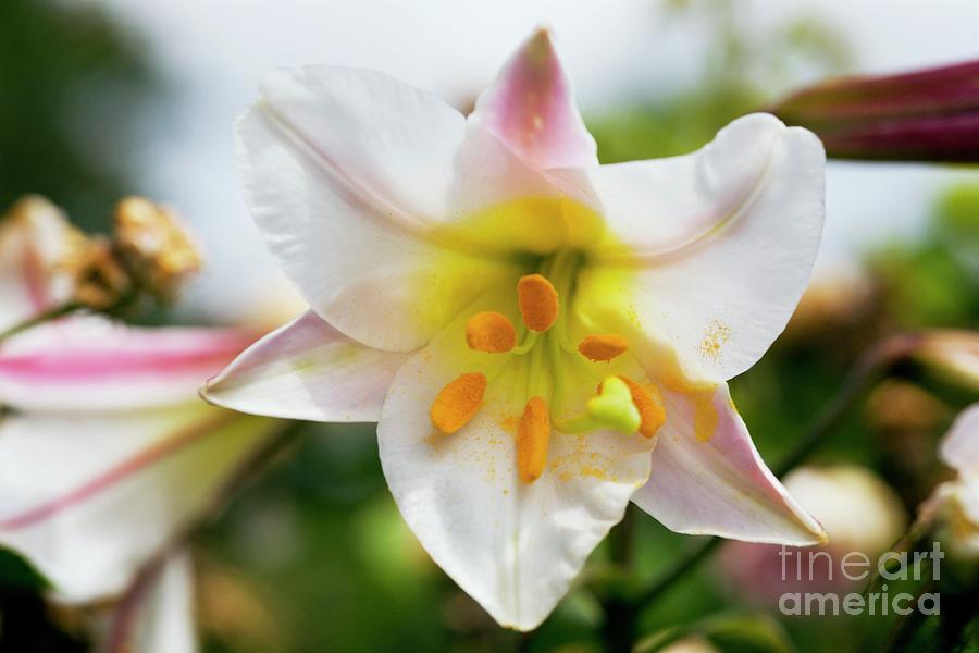 Regal Lily (lilium Regale) Photograph by Dr Keith Wheeler/science Photo Library