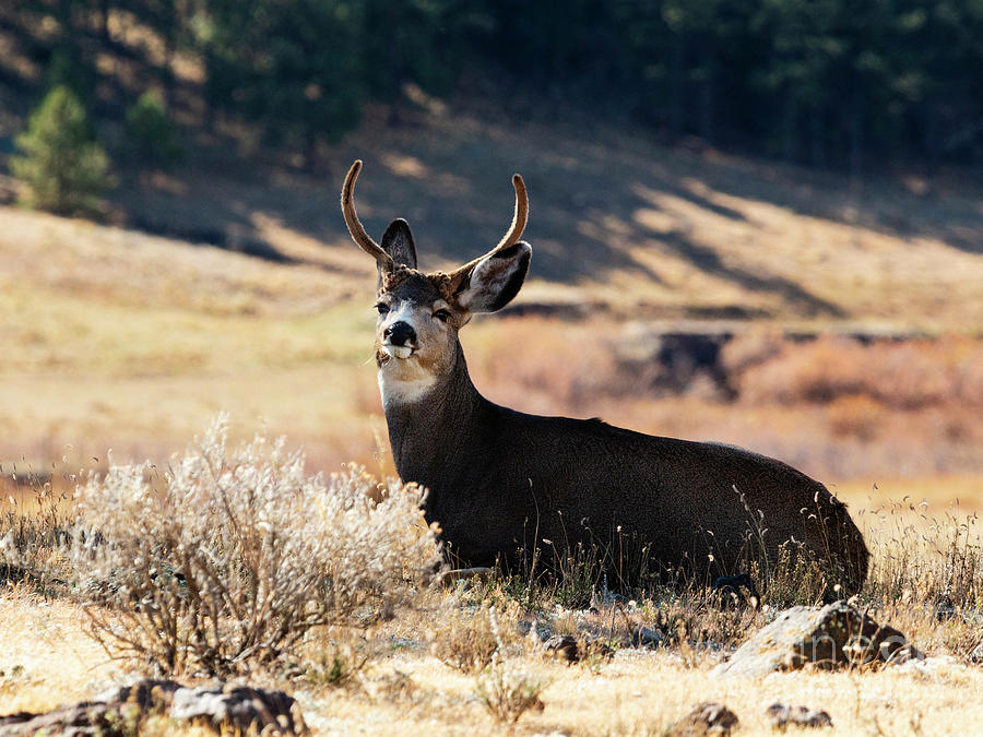 Regal Mule Deer Buck Photograph by Steven Krull