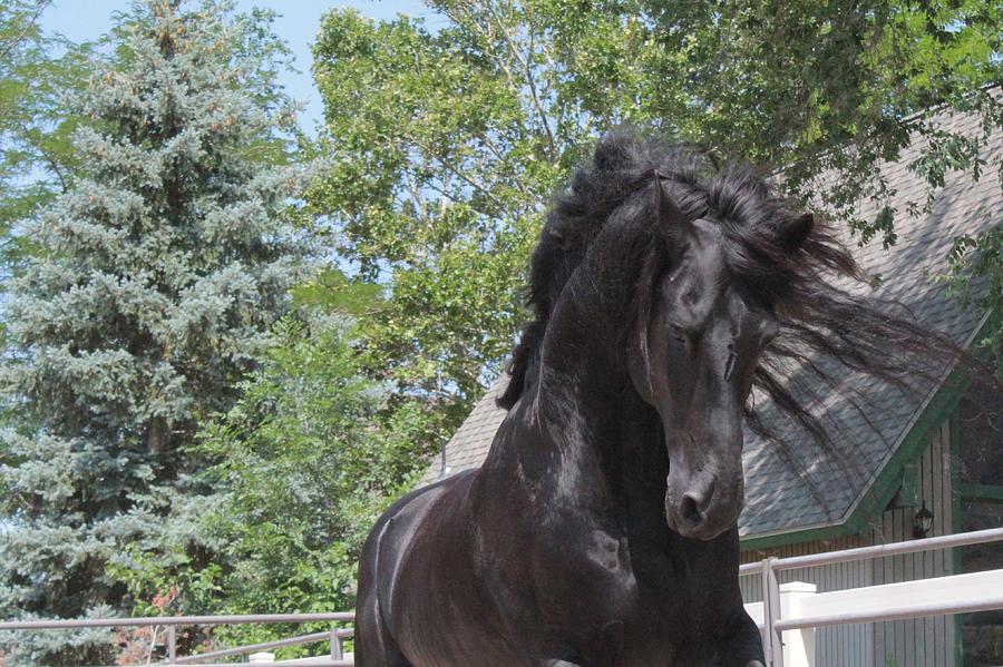Regal Power by Carol Whitaker Regal Power by Carol Whitaker