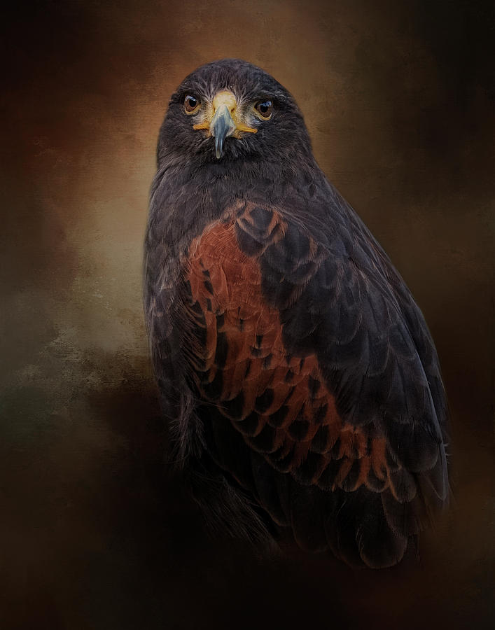Regal Pursuer by Kelley Parker Regal Pursuer by Kelley Parker