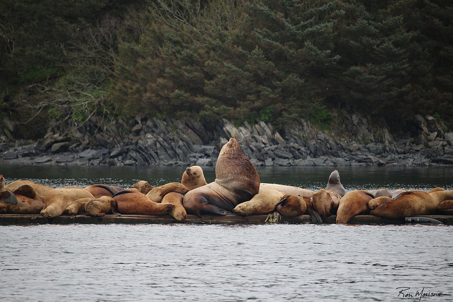 Regal Seals Photograph by Ron Monsour