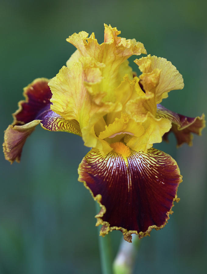 Regal Wine and Gold Iris Photograph by Kathy Clark