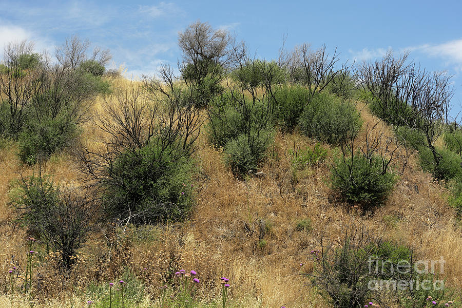 Greek Photograph - Regrowth 1 Year After 2021 Wildfires. by David Parker/science Photo Library