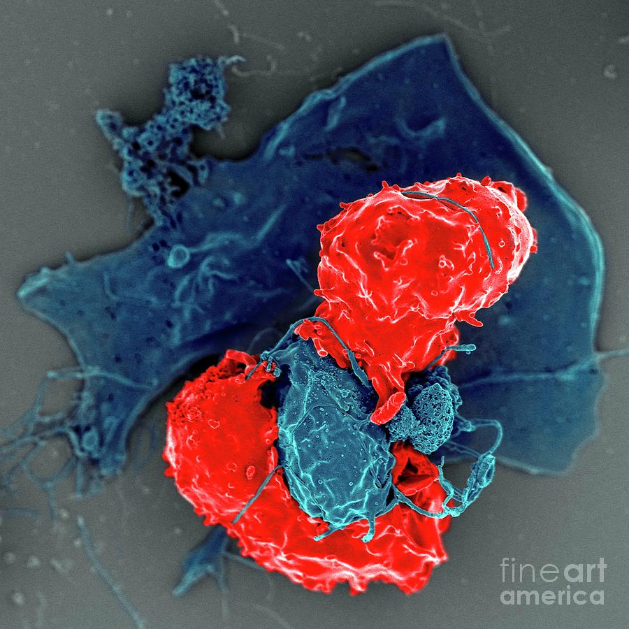 Nobody Photograph - Regulatory T Cells by National Institutes Of Health/science Photo Library