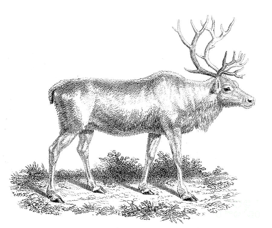 Reindeer, 19th Century Drawing by Print Collector