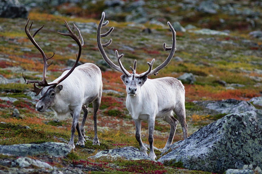 Reindeer Antlers Photograph by Paulanthonywilson