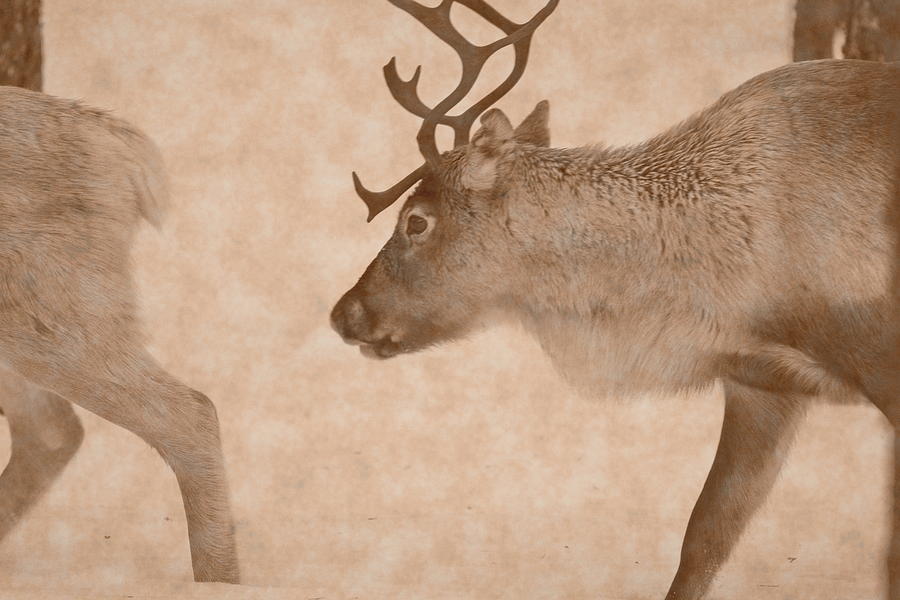 Reindeer Are Moving Through Deep Snow In A Forest - Vintage Sepia Photograph