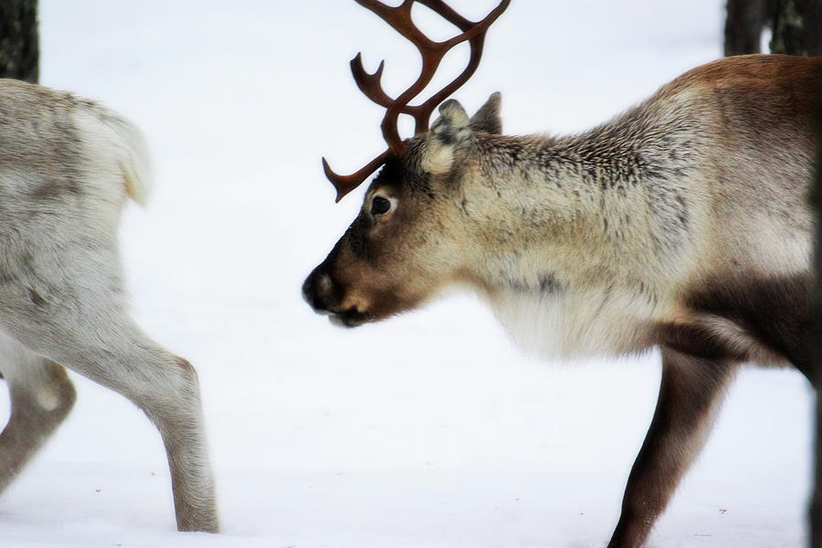 Reindeer are plodding one after another through snow - soft Photograph by Intensivelight