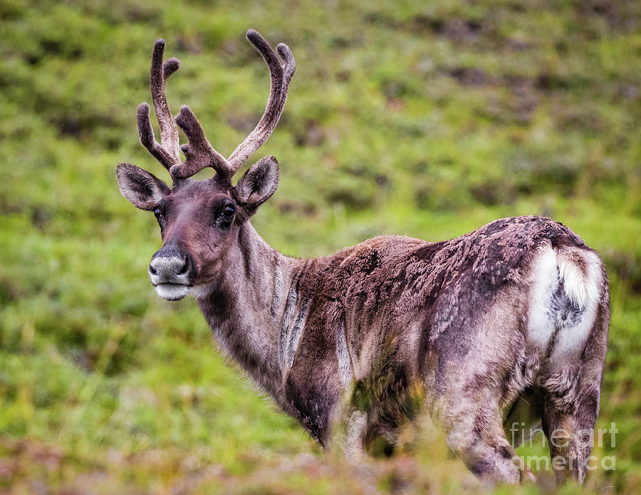 Reindeer, Denali National Park, Alaska Photograph by Lyl Dil Creations