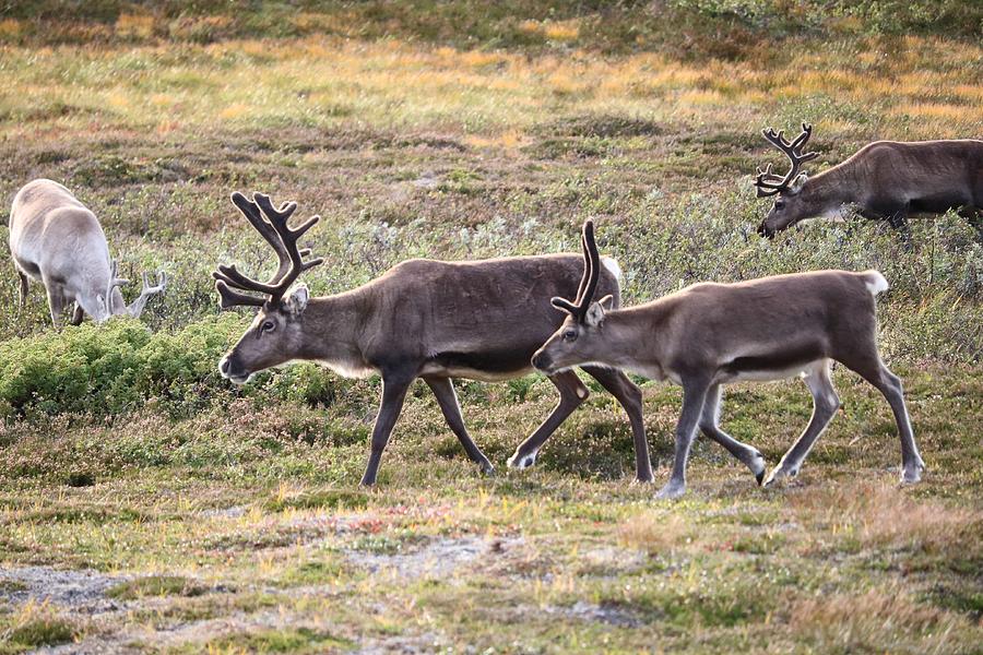 Reindeer Family Photograph by Robert Lovgren - Fine Art America