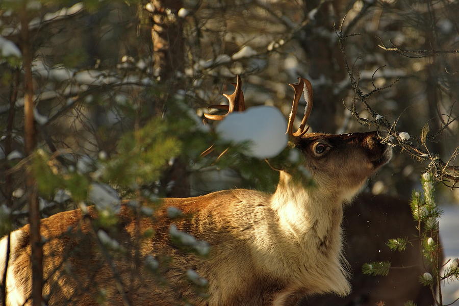 Reindeer feeding on lichen in a forest on a sunny winter day Photograph by Intensivelight
