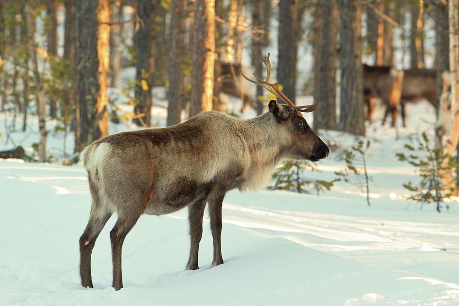 Reindeer in a forest on a sunny winter day Photograph by Intensivelight