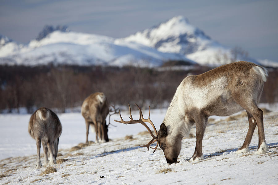 Reindeer In Arctic Landscape, Tromso Photograph by Tim Graham