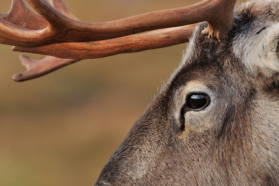 Reindeer In Rutting Season, Cairngorms National Park ...