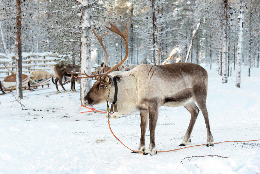 Reindeer in the snow Photograph by Delphimages Photo Creations