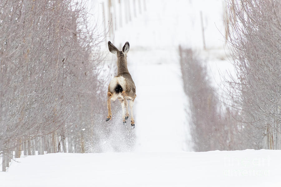 Reindeer In Training Photograph