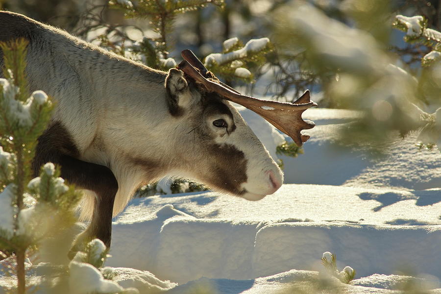 Reindeer moving through deep snow in a sunny forest Photograph by Intensivelight