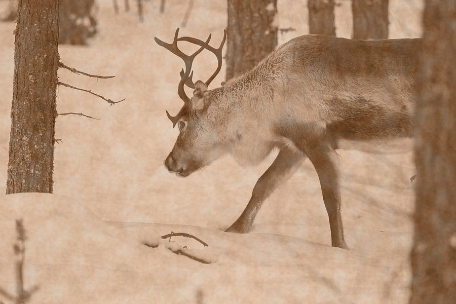 Reindeer Moving Through Snowy Forest - Vintage Sepia Photograph