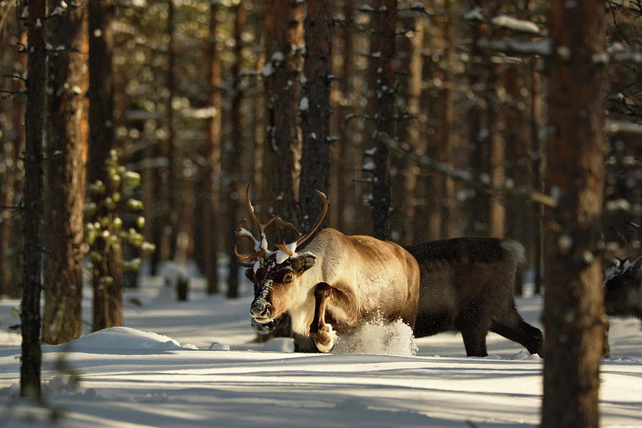 Reindeer plodding throug deep snow in a sunny forest Photograph by Intensivelight
