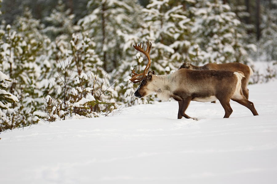Reindeer plodding through deep snow Photograph by Intensivelight