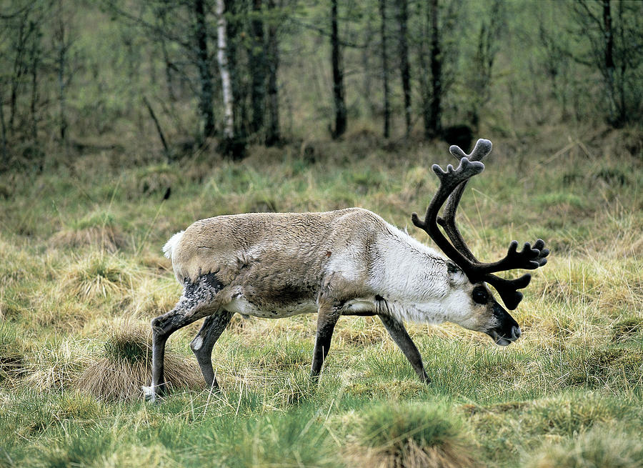 Reindeer Rangifer Tarandus Photograph by David Hosking